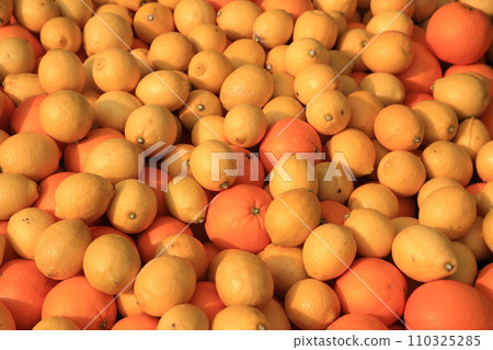 臍橙檸檬 臍橙檸檬 110325285