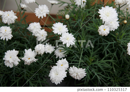 瑪格麗特 110325317