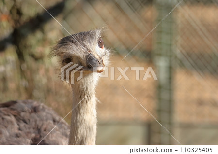 Cute Rhea tilting her head 110325405