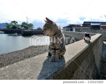 Cat sitting on the embankment (Sayagijima, Tadotsu Town, Nakatado District, Kagawa Prefecture) 110325883