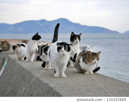 堤壩上聚集的貓（香川縣中多戶郡多度津町狹柳島） 110325889