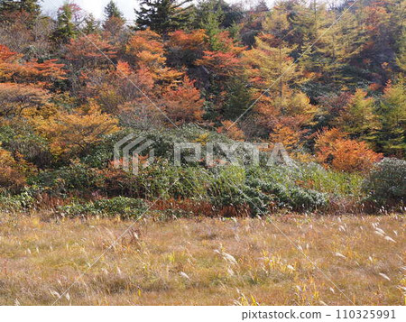 Autumn armor removal pond 110325991