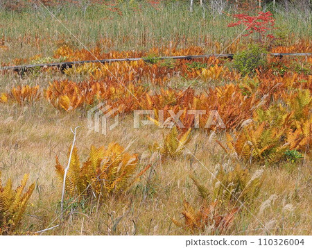 秋季脫甲池 110326004