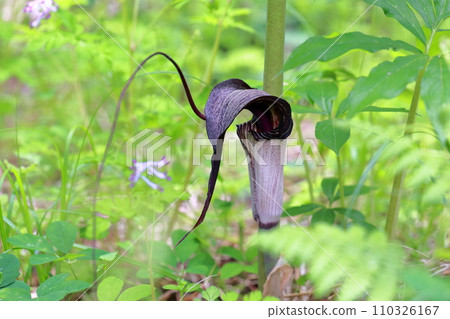 A rare spring flower that resembles a snake (Urashimaso, Urashimaso) 110326167
