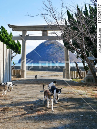 Torii and cat of Sayu Hachiman Shrine (Sayagi Island, Tadotsu Town, Nakatado District, Kagawa Prefecture) Torii and cat of Sayu Hachiman Shrine (Sayagi Island, Tadotsu Town, Nakatado District, Kagawa Prefecture) 110326437