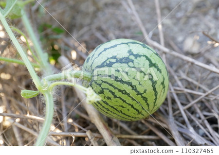 Growing small watermelon (watermelon) 110327465