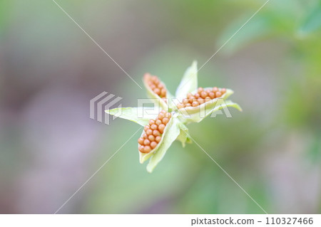 Small flower species viola (pansy) 110327466