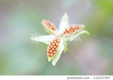 小花種堇菜（三色堇） 110327467