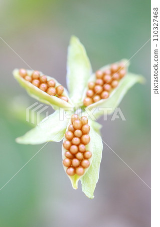 Small flower species viola (pansy) 110327468