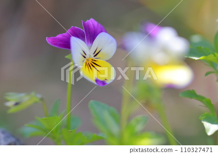 Colorful small flower viola (pansy) 110327471