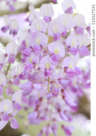 芬芳的紫藤格子花 芬芳的紫藤格子花 110327535