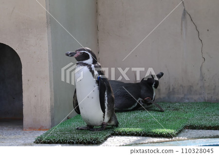 動物園風景與行走的洪堡企鵝 動物園風景與行走的洪堡企鵝 110328045