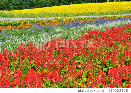 Flower garden at Rokugo Observation Deck Sai no Hiroba, Furano City, Hokkaido 110328128
