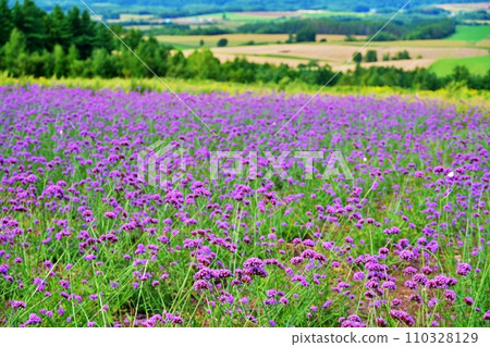 從北海道富良野市六鄉展望台看到的薰衣草花田 110328129