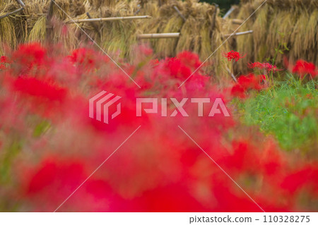 京都的紅蜘蛛百合盛開地－龜岡市曾我部町 110328275