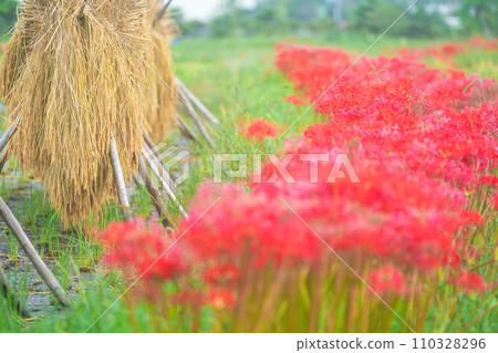 京都的紅蜘蛛百合盛開地-龜岡市曾我部町 京都的紅蜘蛛百合盛開地-龜岡市曾我部町 110328296