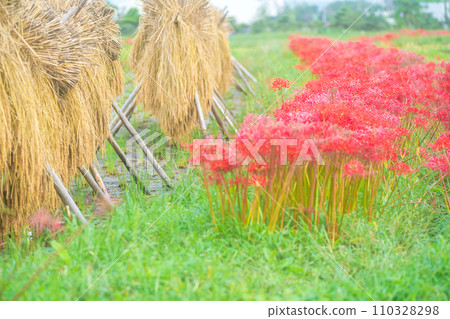 京都的紅蜘蛛百合盛開地-龜岡市曾我部町 京都的紅蜘蛛百合盛開地-龜岡市曾我部町 110328298