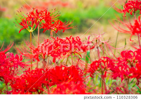 Sogabe-cho, Kameoka City, a spot in Kyoto where red spider lilies are in full bloom Sogabe-cho, Kameoka City, a spot in Kyoto where red spider lilies are in full bloom 110328306