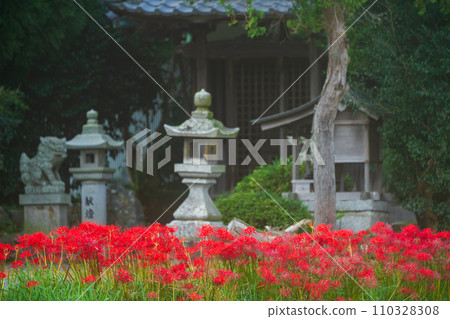 Sogabe-cho, Kameoka City, a spot in Kyoto where red spider lilies are in full bloom 110328308