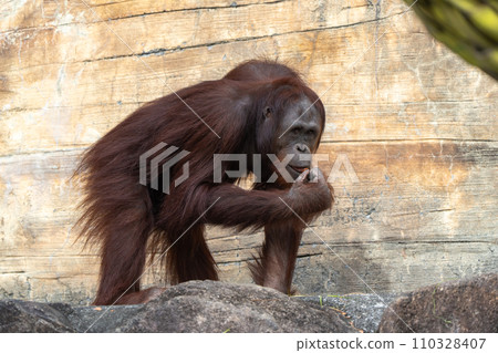 Bornean orangutan in Tama Zoological Park 110328407
