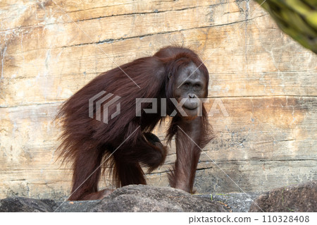 多摩動物公園的婆羅洲猩猩 110328408