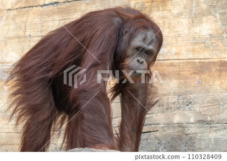 Bornean orangutan in Tama Zoological Park 110328409