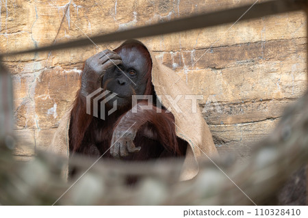 多摩動物公園的婆羅洲猩猩 110328410