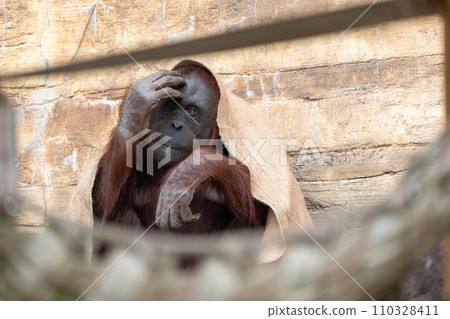多摩動物公園的婆羅洲猩猩 110328411