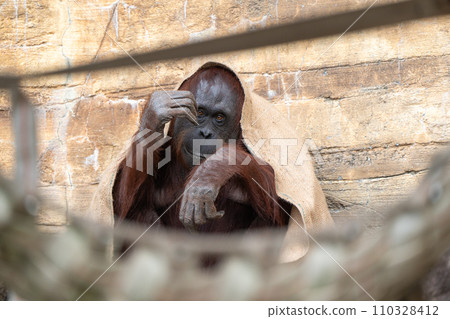多摩動物公園的婆羅洲猩猩 110328412