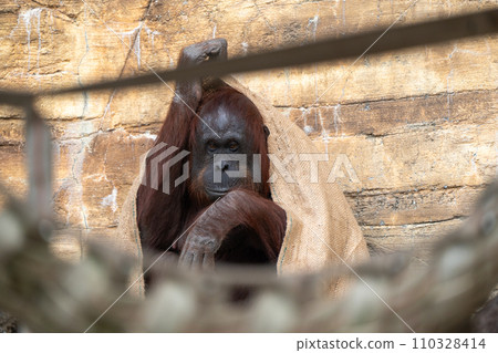 多摩動物公園的婆羅洲猩猩 110328414