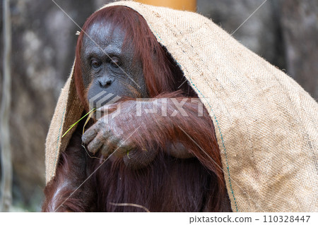 Bornean orangutan in Tama Zoological Park 110328447