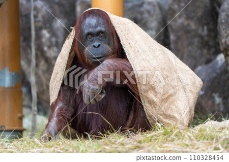 Bornean orangutan in Tama Zoological Park 110328454