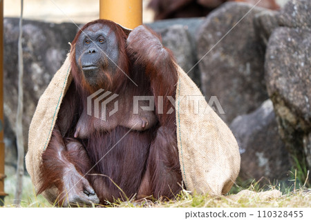 Bornean orangutan in Tama Zoological Park 110328455