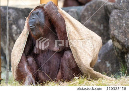 Bornean orangutan in Tama Zoological Park 110328456