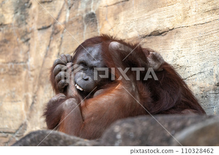 Bornean orangutan in Tama Zoological Park Bornean orangutan in Tama Zoological Park 110328462