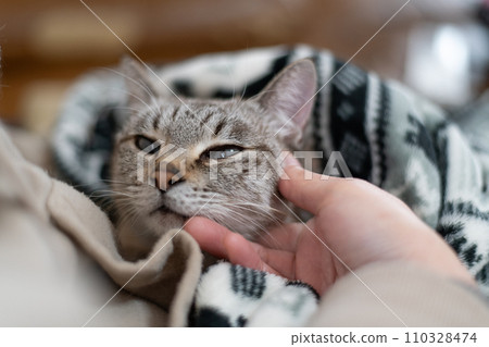pet the cat pet the cat 110328474