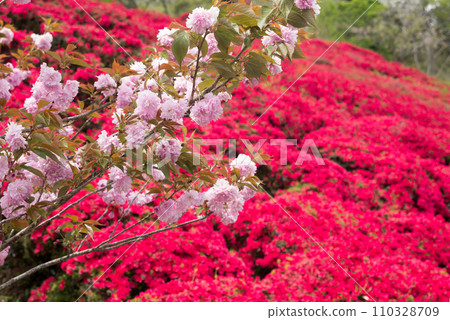 Pink double cherry blossoms with red azalea flowers in the background Pink double cherry blossoms with red azalea flowers in the background 110328709