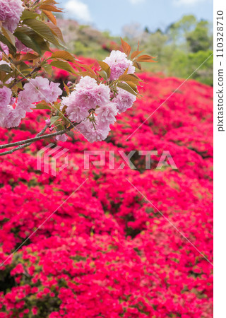 背景為紅色杜鵑花的粉紅色雙櫻花 110328710