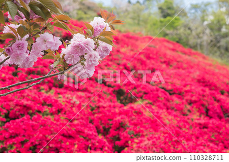 背景為紅色杜鵑花的粉紅色雙櫻花 背景為紅色杜鵑花的粉紅色雙櫻花 110328711