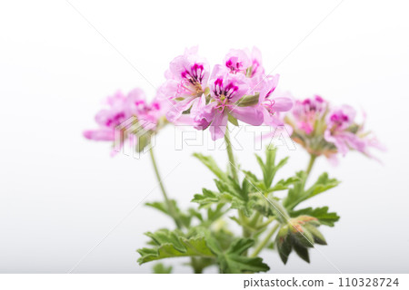 Pink rose geranium flowers on light gray background 110328724