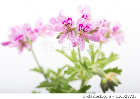 淺灰色背景中粉紅玫瑰天竺葵花的特寫 110328725