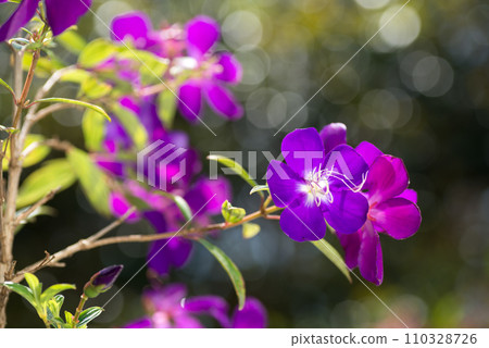 紫色 Nobuton 花有閃光背景 110328726