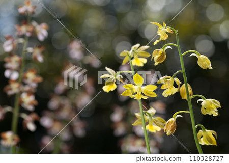 黃色埃賓花，背景為花散景和閃光 110328727