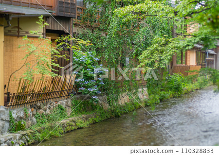 Photographing hydrangeas that look great in Kyoto's humid Gion during the rainy season 110328833