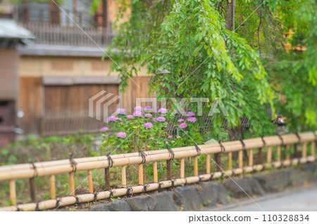 雨季時在京都潮濕的祗園拍攝美麗的繡球花 110328834