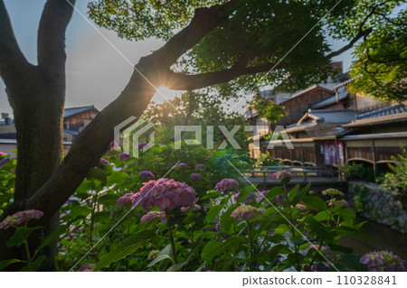 Photographing hydrangeas that look great in Kyoto's humid Gion during the rainy season 110328841