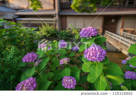 雨季時在京都潮濕的祗園拍攝美麗的繡球花 雨季時在京都潮濕的祗園拍攝美麗的繡球花 110328882