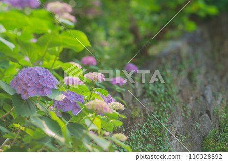 Photographing hydrangeas that look great in Kyoto's humid Gion during the rainy season 110328892