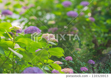 雨季時在京都潮濕的祗園拍攝美麗的繡球花 110328913