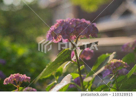 雨季時在京都潮濕的祗園拍攝美麗的繡球花 110328915